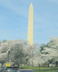 Seein' the DMV-Cherry Blossoms-National Cathedral-032626