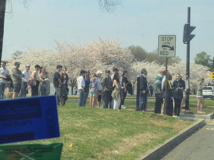 Seein' the DMV-Cherry Blossoms-National Cathedral-032626