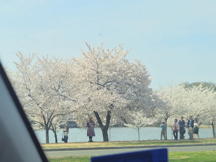 Seein' the DMV-Cherry Blossoms-National Cathedral-032626