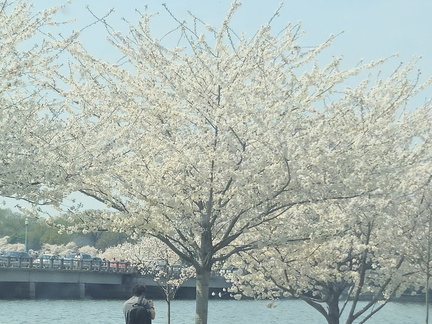 Seein' the DMV-Cherry Blossoms-National Cathedral-032626