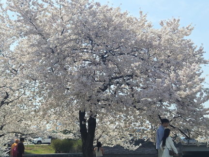 Seein' the DMV-Cherry Blossoms-National Cathedral-032626