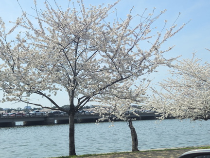 Seein' the DMV-Cherry Blossoms-National Cathedral-032626