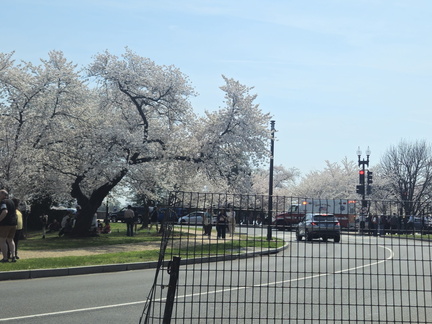Seein' the DMV-Cherry Blossoms-National Cathedral-032626