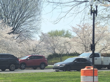 Seein' the DMV-Cherry Blossoms-National Cathedral-032626