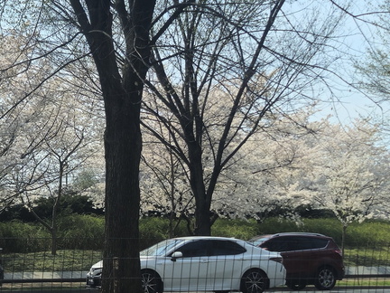 Seein' the DMV-Cherry Blossoms-National Cathedral-032626