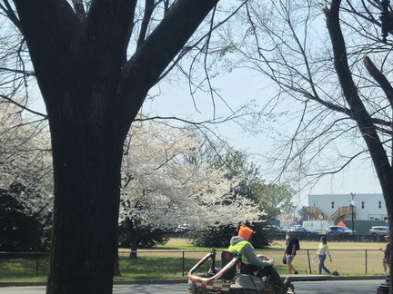 Seein' the DMV-Cherry Blossoms-National Cathedral-032626