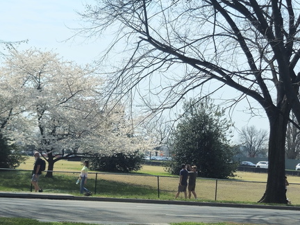 Seein' the DMV-Cherry Blossoms-National Cathedral-032626