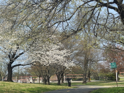 Seein' the DMV-Cherry Blossoms-National Cathedral-032626