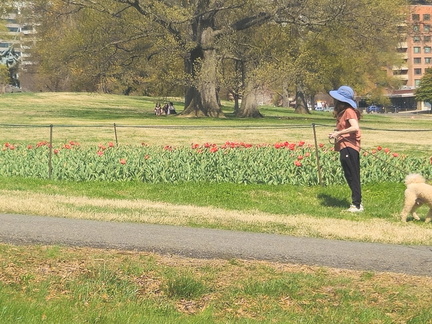Seein' the DMV-Tulips, Carillon, and National Harbor-033126