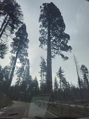 California-Oregon National Parks-Yosemite-Days 7-8-0425-0426-2626