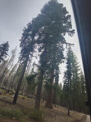 California-Oregon National Parks-Yosemite-Days 7-8-0425-0426-2626