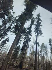 California-Oregon National Parks-Yosemite-Days 7-8-0425-0426-2626